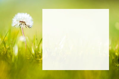 Close-up of white dandelion flower on field