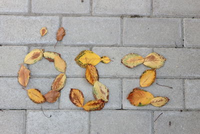 Close-up of autumn leaves on brick wall