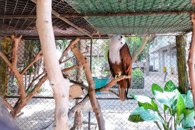 View of a horse in zoo