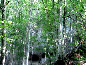 Trees in forest