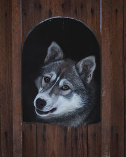 Close-up portrait of a husky dog