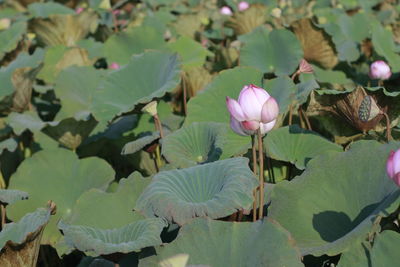 Close-up of lotus water lily in pond