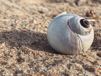 Close-up of shell on sand