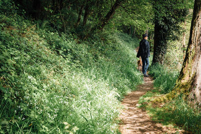 Rear view of woman walking with dog on footpath in forest