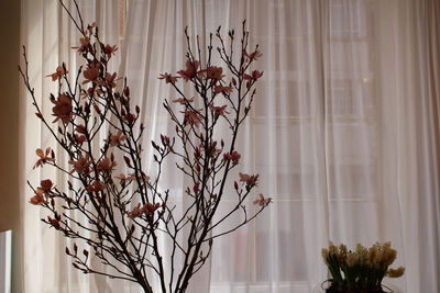 Close-up of wilted plant against window at home