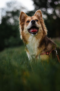 Portrait of dog on field