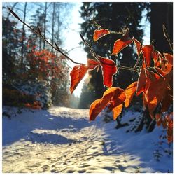 Close-up of red leaves on branch