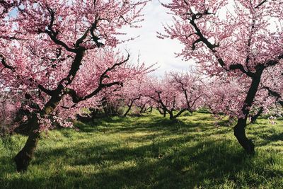 Pink cherry blossoms in spring