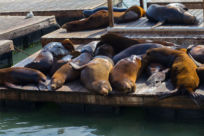 High angle view of lion sleeping on pier