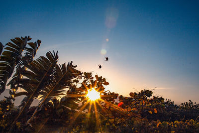 Scenic view of silhouette trees against sky during sunset