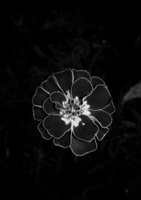Close-up of flower against blurred background