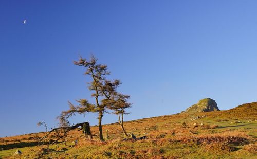 Trees on landscape against clear blue sky