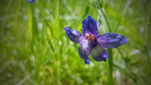 Close-up of purple iris flower