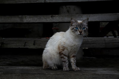 Portrait of cat sitting on table