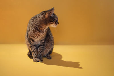 Close-up of a cat looking away
