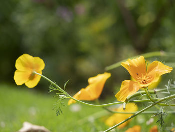 Close-up of yellow flowering plant