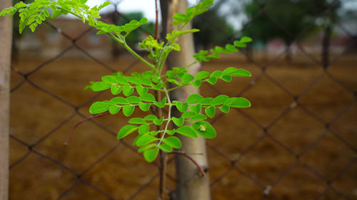 Close-up of plant growing in chainlink fence