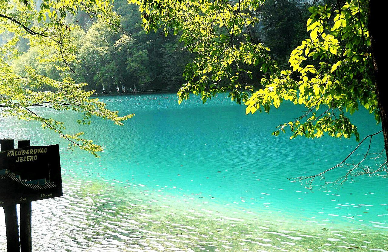 tree, water, branch, growth, nature, tranquility, reflection, beauty in nature, leaf, green color, blue, tranquil scene, scenics, day, outdoors, sunlight, lake, waterfront, no people, plant