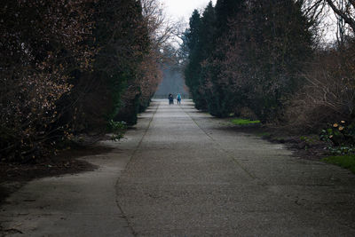 View of footpath along trees