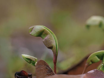 Close-up of flower buds growing outdoors