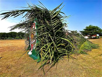 Palm trees growing on field against sky