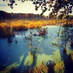 Scenic view of lake in forest during autumn