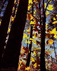 Low angle view of trees