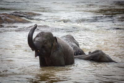 Elephants in water