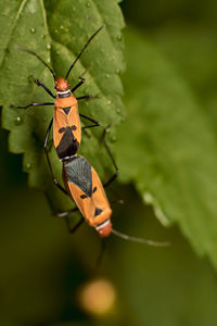 Close-up of milkweed assassin bug on leaf