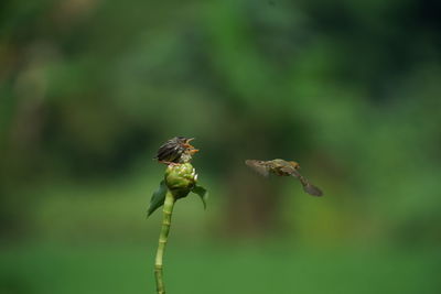 Close-up of insect on flower