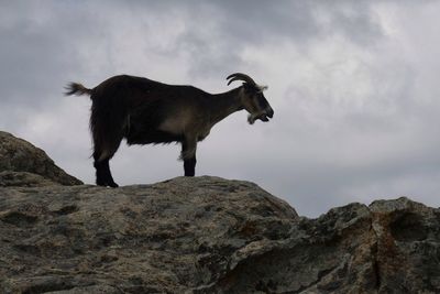 Wild goat standing on a rock 