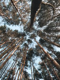 Low angle view of trees in forest against sky