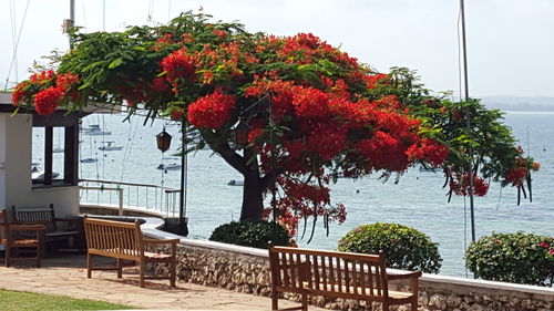 Plants growing on a tree