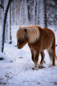 Horse on snow covered field