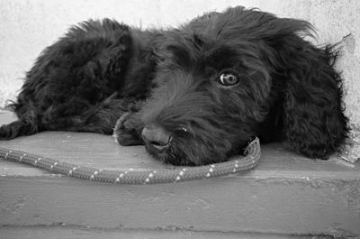 Portrait of dog lying down