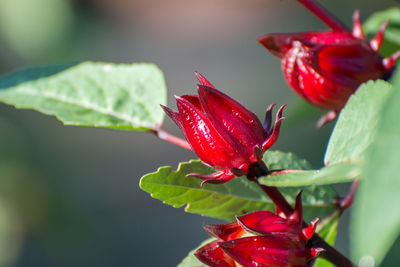 Close-up of red flowering plant