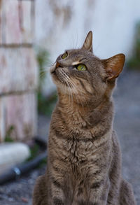 Close-up of a cat looking away