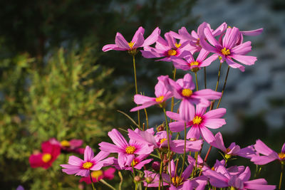 Close-up of pink flowering plants