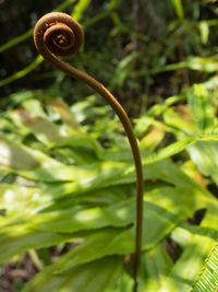 Close-up of snake on plant