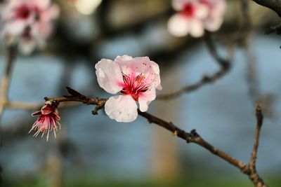 Close-up of pink cherry blossoms in spring