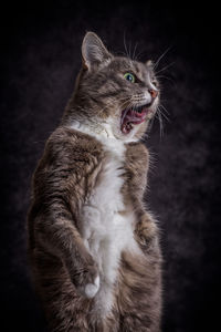 Close-up of cat in darkroom