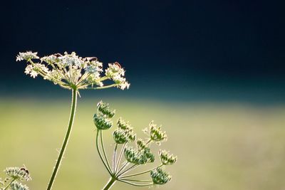 Close-up of plant