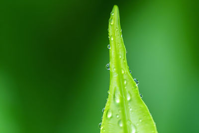 Water drop on fern leaf and green background