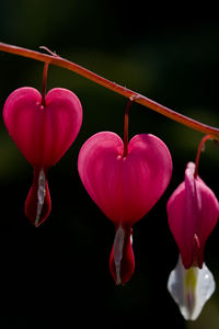 Close-up of pink flowers over black background