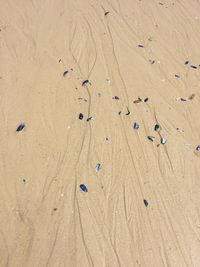 High angle view of footprints on beach