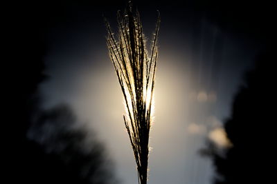 Close-up of wheat growing on field at night