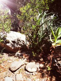 Close-up of plants growing in forest