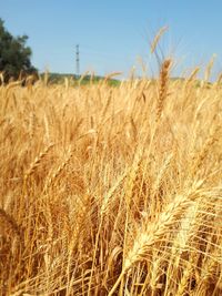 Close-up of wheat field against sky