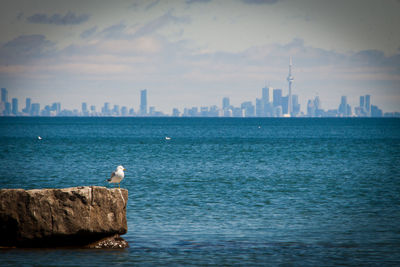 Seagull perching on sea by cityscape against sky