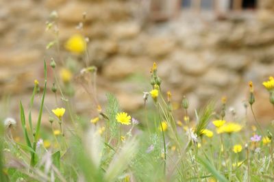 Close-up of yellow flower blooming in field